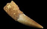 Spinosaurus Tooth - Real Dinosaur Tooth #64435-1